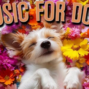 Relaxing Music for Dogs to CALM DOWN | Great for Reducing Anxiety!