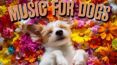 Relaxing Music for Dogs to CALM DOWN | Great for Reducing Anxiety!