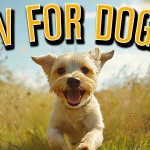 TV FOR DOGS | Fun & Interactive Playtime Videos for Bored Dogs