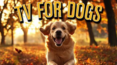 TV for Dogs: The Ultimate Dog Entertainment Adventure!