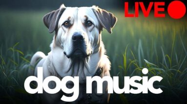 24/7 Dog Music Stream - Relaxing Sounds and Visual for Dogs to Watch