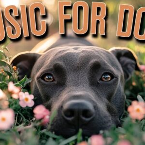 Deep sleep music for dogs: Anti-anxiety and insomnia relief music for your dog!