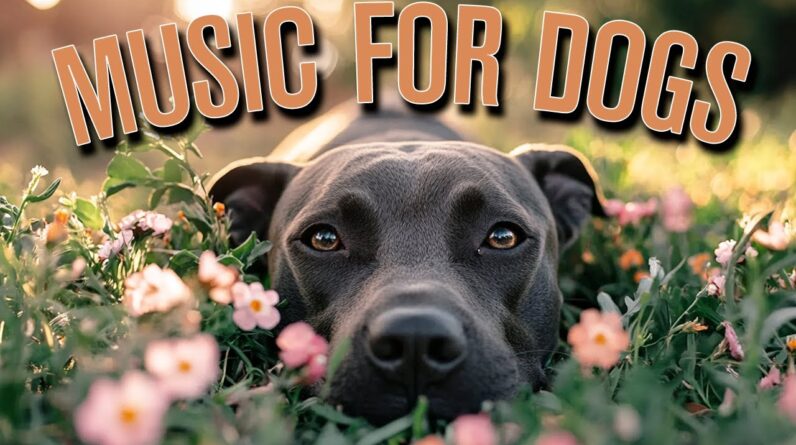 Deep sleep music for dogs: Anti-anxiety and insomnia relief music for your dog!