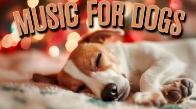 Festive Relaxation Music for Dogs During Christmas and New Year!