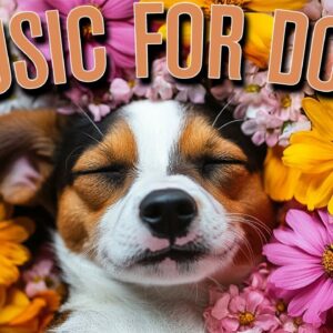 MUSIC FOR DOGS: Calming Lullabies to Help Dogs Relax and Sleep!