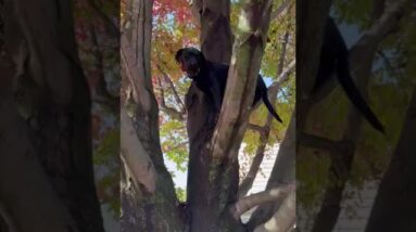 Aren't cats supposed to be the tree-climbers? #shorts #funny #funnydogs #cute #cutedog