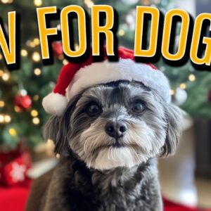 Christmas Eve Relaxing Dog Video: 20 HOURS of Boredom Busting TV While You Wait for Santa!