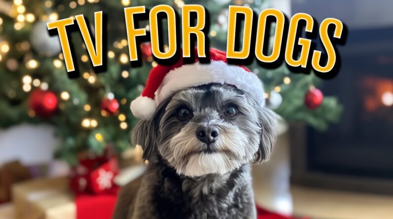 Christmas Eve Relaxing Dog Video: 20 HOURS of Boredom Busting TV While You Wait for Santa!