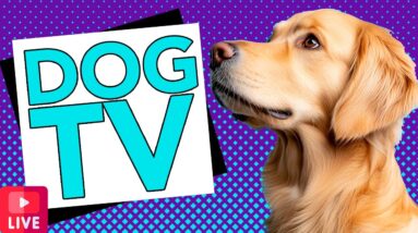 The Best LIVE TV for Dogs on YouTube! Relaxing & Fun Interactive Videos for Bored Dogs!