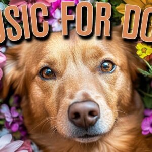 MUSIC FOR DOGS: 67BPM Reggae, Lofi, Synth Pads to Give Your Dog the Ultimate Relaxation Experience!