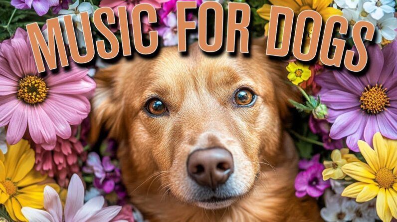 MUSIC FOR DOGS: 67BPM Reggae, Lofi, Synth Pads to Give Your Dog the Ultimate Relaxation Experience!