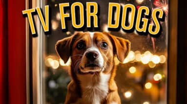 NEW YEARS EVE Festive Firework Anxiety Relaxation Videos for Dogs: Stop Boredom [NO ADS]