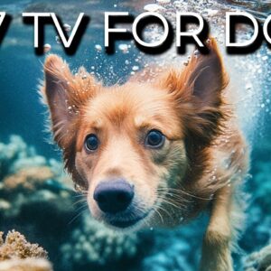 🔴 [LIVE] 24/7 Relaxing Videos for Dogs with Soothing Music