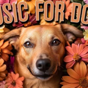 DOG MUSIC: Reggae, LoFi, Paino Soundscapes to Calm Your Anxious Dog [70 BPM Pads & Synths]