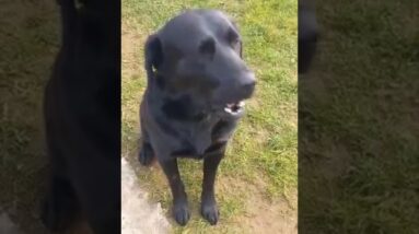 Black Labrador can say 'mama' on command! #shorts #dog #dogs #cute #cutedog #funnydogs #funny