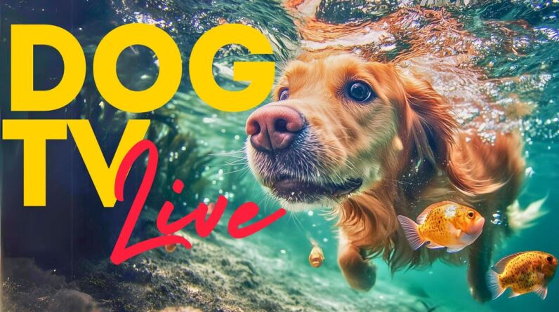 🔴 [LIVE] Abstract Loop Boredom Busting TV for Dogs | 24/7 Virtual Videos for Your Dog