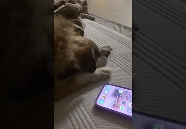 Even puppies love their Grandma! #shorts #dogsleepmusic #dog #cutedog #cute #puppy #funny