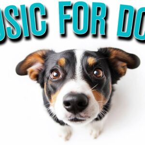 DOG MUSIC: Your Best Solution to Dog Anxiety | Help Your Dog Sleep ALL NIGHT