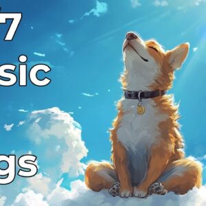 🔴 [LIVE] Relaxing Music for Dogs to Calm Down – 24/7 Stress Relief