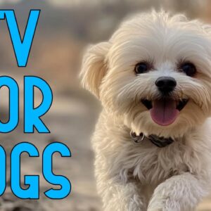 TV for Dogs 🐶 | Prevent Anxiety and Boredom with Fun Movies for Dogs & Relaxing Music