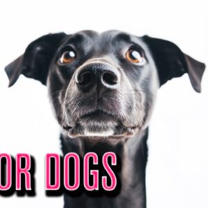 Dog TV: Banish Boredom and Entertain Your Dog at Home + Music for Dogs