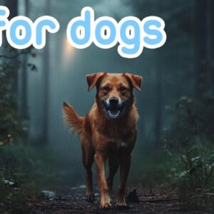 DOG TV 🐶 | Prevent Boredom with Virtual Dog Walk Simulations