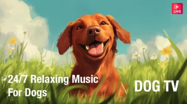 🔴 24/7 Ambient Music for Dogs to Relax