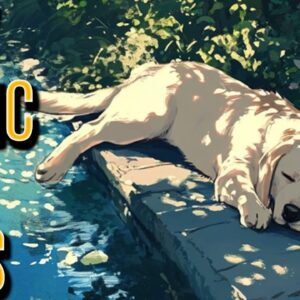 🔴 Music To Relax Your Dog - Endless Relaxation Playlist