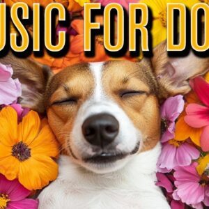 RELAXING Cozy Anxiety Relief Music for Dogs: Relaxing Piano, Reggae, Lofi, Synths!