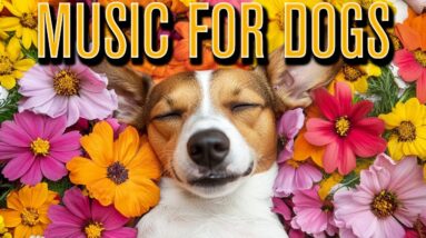 RELAXING Cozy Anxiety Relief Music for Dogs: Relaxing Piano, Reggae, Lofi, Synths!