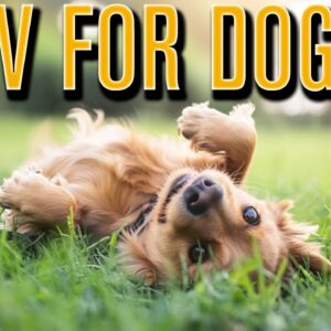 Dog TV Daycare | Keep Your Dog Occupied and Having Fun with Virtual Videos