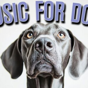 [NO ADS] Music for Dogs 🐕 Fast Acting Relaxation Tunes for Anxious Dogs