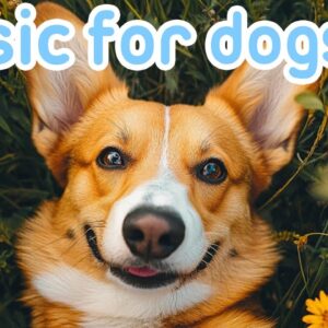 Sweet Lullaby Music for Dogs! Calming Stress Relief Sounds for Canine Companions