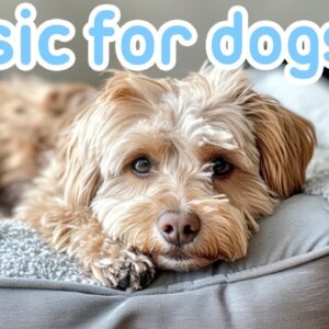 Relax My Dog Music: Separation Anxiety Relaxation Music to Calm Dogs