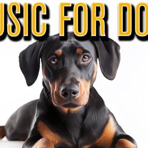 Relaxation Experience for Anxious Dog: Music to Relax Dogs and Puppies