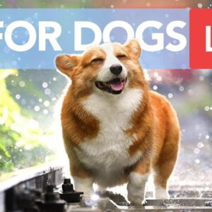 TV for Dogs! Chill Your Dog Out with this 24/7 TV and Music Playlist!