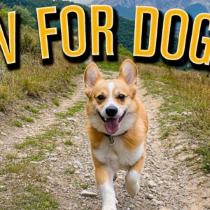 TV FOR DOGS: Fun POV Walking Videos with Healing Music for Your Dog