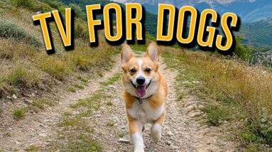 TV FOR DOGS: Fun POV Walking Videos with Healing Music for Your Dog