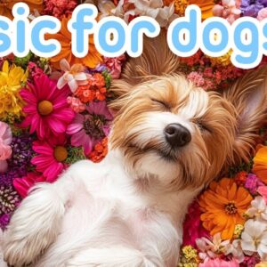 20 HOURS of Deep Relaxation Sleep Dog Music: Tranquil Calming Music for Dogs