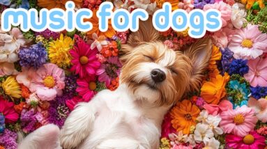 20 HOURS of Deep Relaxation Sleep Dog Music: Tranquil Calming Music for Dogs