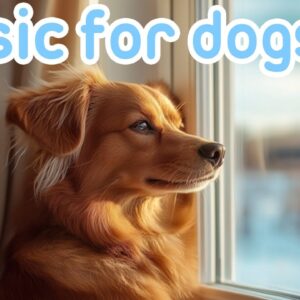 Soothing Music to Relax Your Dog: 20 Hours of Relaxing Melodies to Combat Anxiety