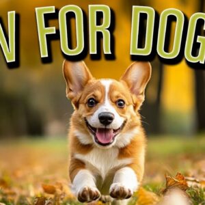 Relax My Dog TV for Dogs: Fun and Entertaining Videos to CURE Doggy Boredom