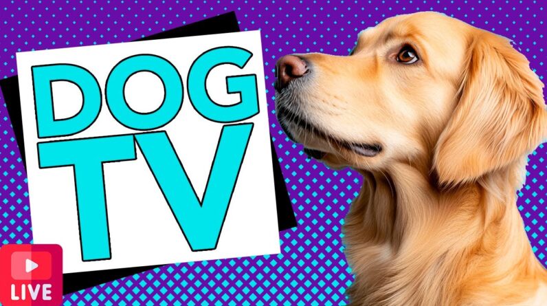 The Best LIVE TV for Dogs on YouTube! Relaxing & Fun Interactive Videos for Bored Dogs!