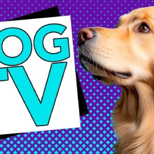 The Best LIVE TV for Dogs on YouTube! Relaxing & Fun Interactive Videos for Bored Dogs!