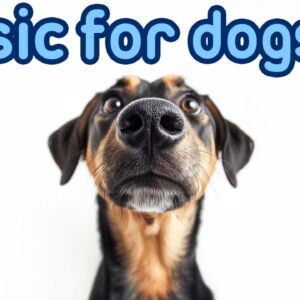 Dog Calming Music | Anti Separation Anxiety Lullabies for Dogs