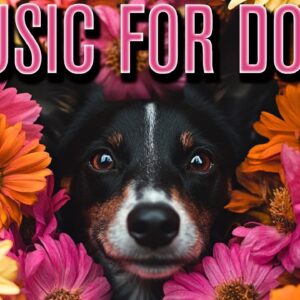 DOG MUSIC: Relax With Adorable Arctic Animation Scenes Everyday