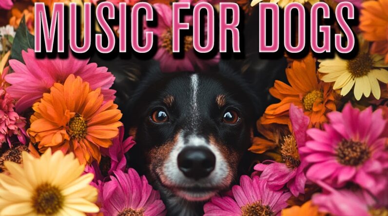 DOG MUSIC: Relax With Adorable Arctic Animation Scenes Everyday