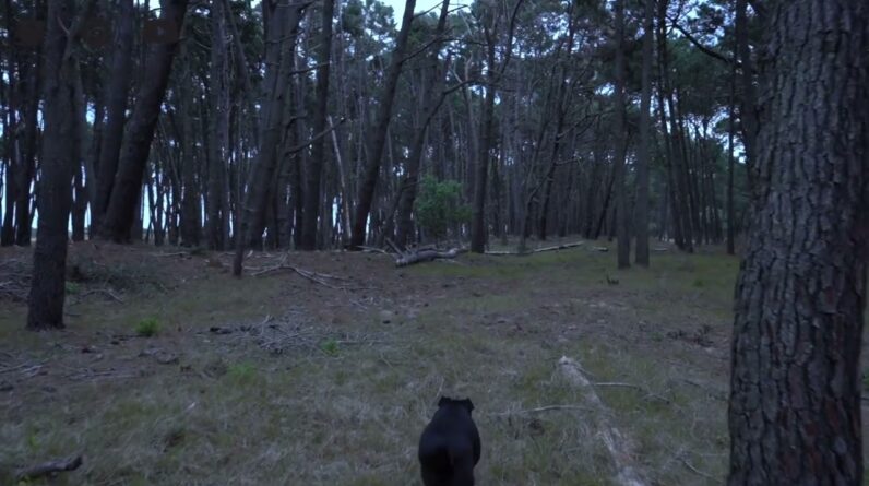 DOG TV: Escape To A Peaceful Forest And Beach Scenic Paradise