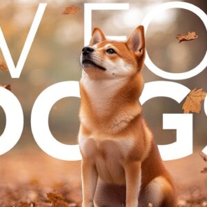 DOG TV for Dogs | Fun Entertainment with Walking, Drone, Nature to Keep Dogs Occupied