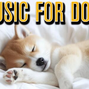 Deep Sleep Lofi Music for Dogs | The BEST Dog Relaxation Music on YouTube!